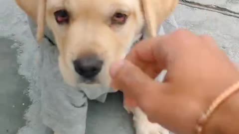 Labrador Puppy Training | Bella Nehra |