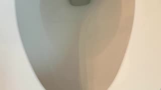 Down the toilet