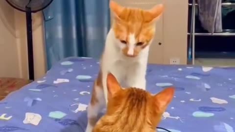 Silly Kitty Dance and Smack