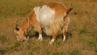 Male Goat Eats Raw Food In Field