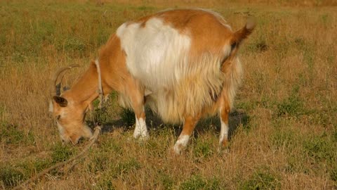Male Goat Eats Raw Food In Field