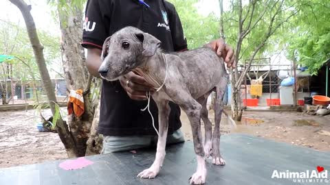 Terrified & in pain, puppy's amazing transformation after rescue.