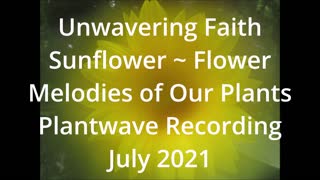 Unwavering Faith Sunflower Flower July 2021