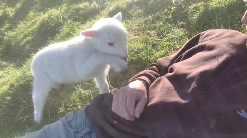 Cute Lamb Needs Attention awww