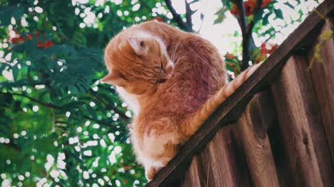 cat washing his body looking so cute 🤗🤗 adorable 🤗🤗