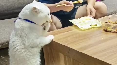 food is life 😂😂❤️❤️ | cat food | catlovers | cat of the day