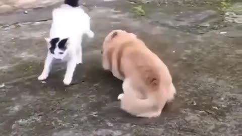 Cat fight😀😀😻🙀🐈🐕