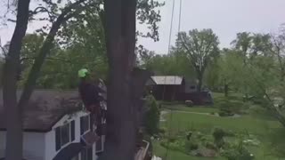 Tree removal with climber