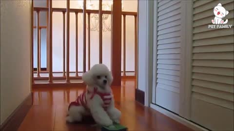 Best dog training video ever ☆