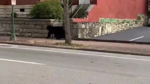 Bear casually roams the streets of downtown Chattanooga