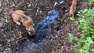 Baby Bobcat Drinks with Mom