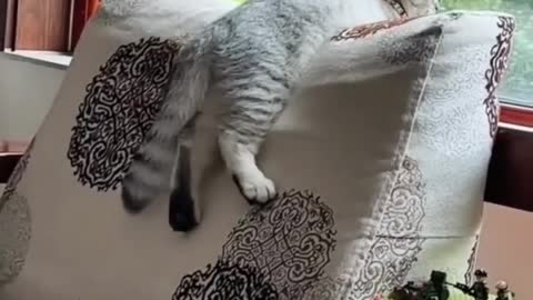 Funny moments of cat catch camera