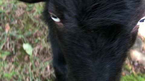 Cute Goat checking out the camera