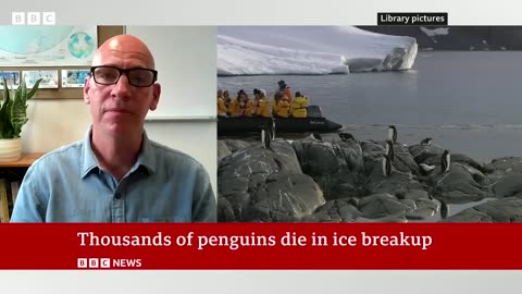 Thousands of emperor penguins killed in the Antarctic - BBC News