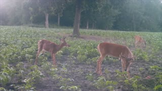 More And More Deer. 8/10/22