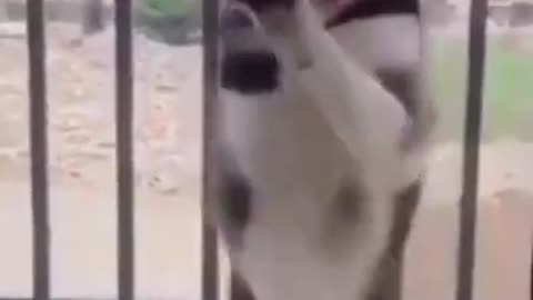 Funniest Cats And Dogs Video 065