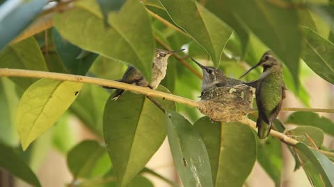Hummingbird Baby leaves nest and flies for the first time