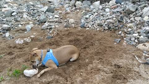 Super happy dog playing in the sand