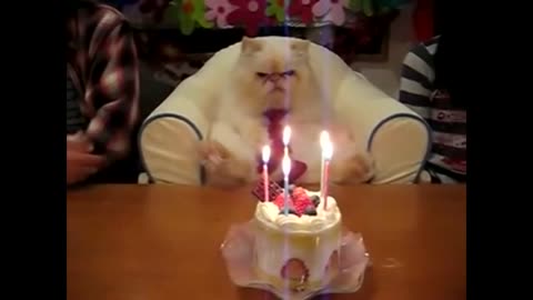 Happy birthday funny cute cat