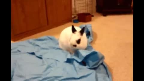 Cutest Bunnies Of The Week - In 30 seconds, this cute animal compilation
