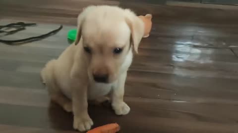 puppy reacting to dog barking
