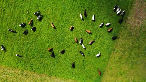 Drone footage funny cows playing and pasting