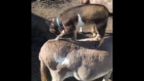 Baby goat gives donkey a butt scratch!