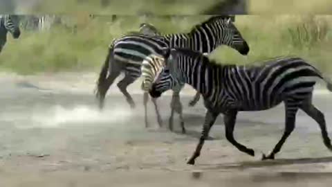 Nature 2: little tiger and zebra