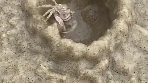 Crab refuses to pay rent