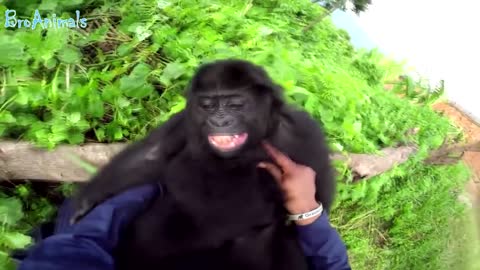 FUNNY MONKEYS, FUN WITH ANIMALS