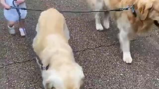 This fearless toddler loves to walk her two Golden Retrievers