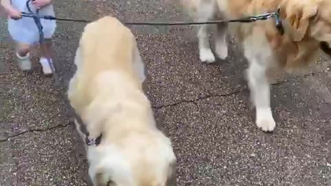 This fearless toddler loves to walk her two Golden Retrievers