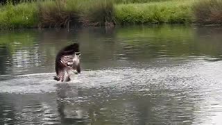 Osprey Fishing