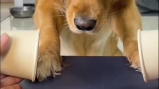 Dog training the brain