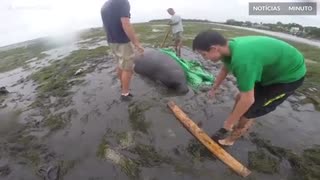 Peixe-bois encalhados em praia na Flórida são resgatados