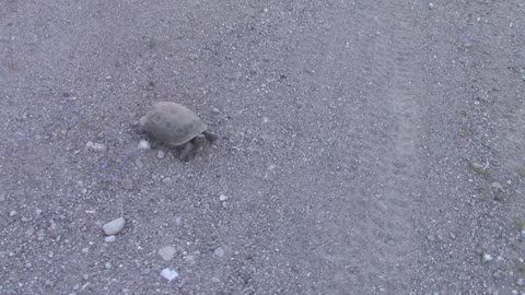 Why Did The Tortoise Cross The Road?