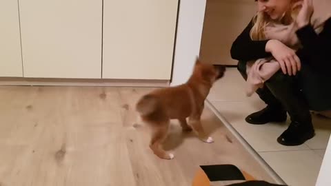 Puppy can_t contain his excitement when owner