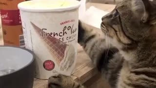 Funny and Cute Cat Videos #327