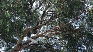 Cockatoo and Koala Argue over Treetop Position