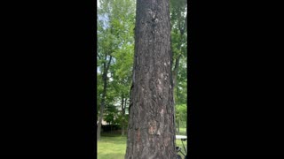 Snake on tree shocks Golfers!