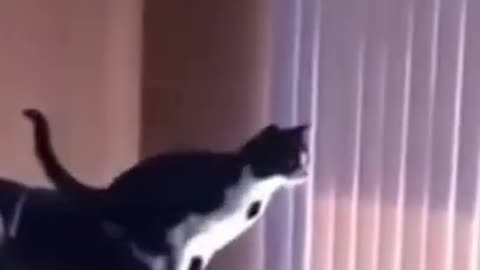 funny cat fails jumping 2021 😹