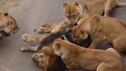 Male Lion vs Female Lion.