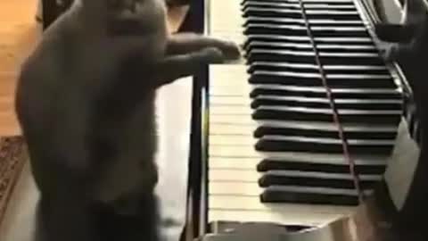 This cat is terrible!! He loves to play the piano.