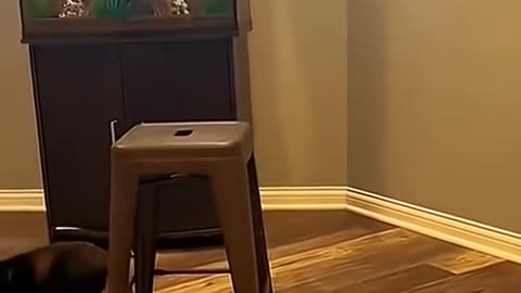 #funny #funnyvideo #cat