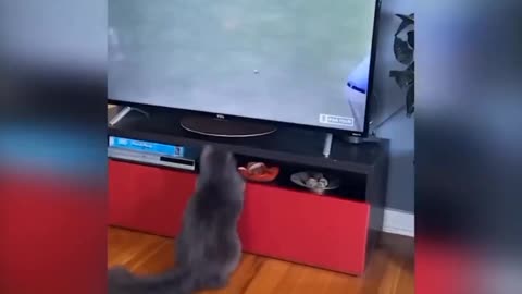 cat played bay screen