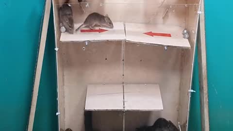 Amazing Rat Trap!