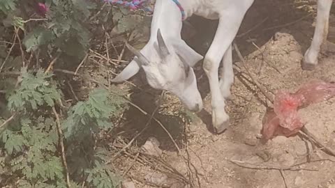 Goat abandoned rural area