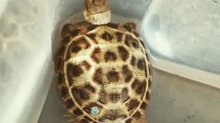 Turtle Sitting in The Water Basin in The Bathroom