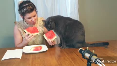 Cat Shares Juicy Watermelon Slice With Owner