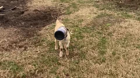 Screaming Goat Has Head Stuck in Container